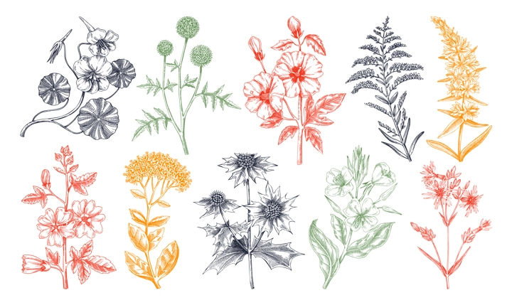 Hand drawn garden summer flower collection. Garden flowering plants sketches in color. Botanical illustrations isolated on white background. Floral design element in engraved style for prints, cards